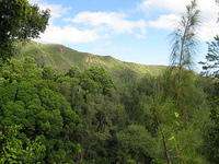 Hiking on the Hau'ula Trail in the Hau'ula Forest Reserve.