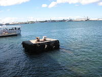 One of the original moorings of the USS Arizona.